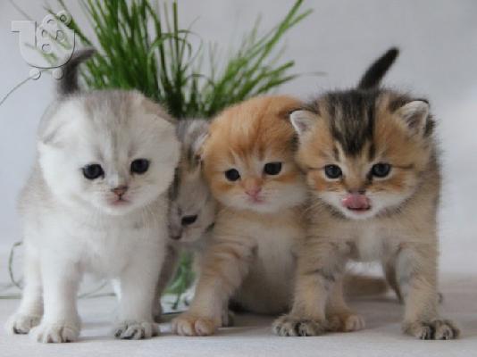 Εκπληκτικό Scottish Fold Tica Kitten Ready